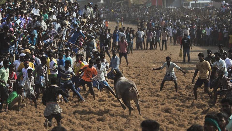 78injuredinjallikattu